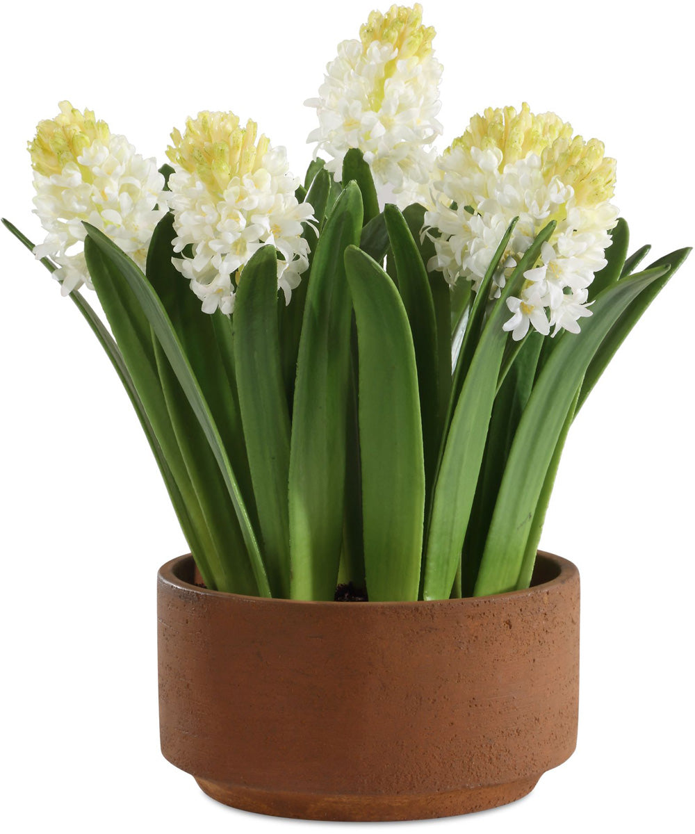 Sincerity Potted Hyacinth Plant
