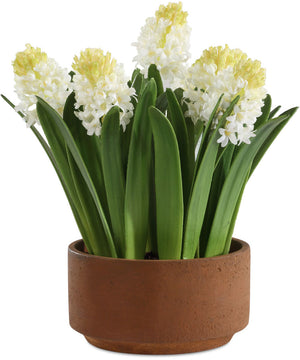 Sincerity Potted Hyacinth Plant