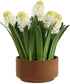 Sincerity Potted Hyacinth Plant