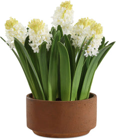 Sincerity Potted Hyacinth Plant