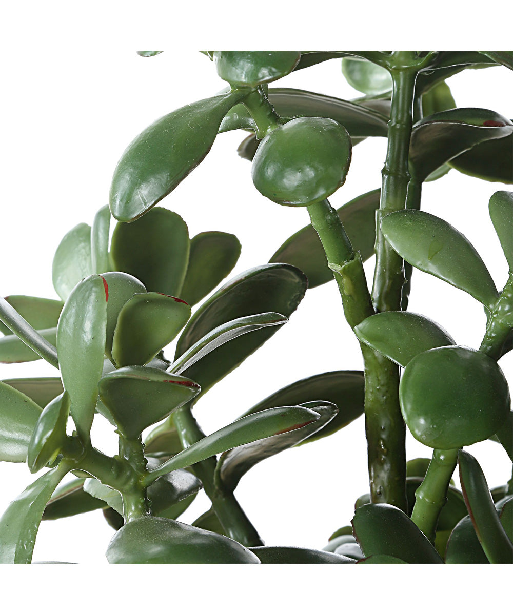Crassula Jade Accent Plant