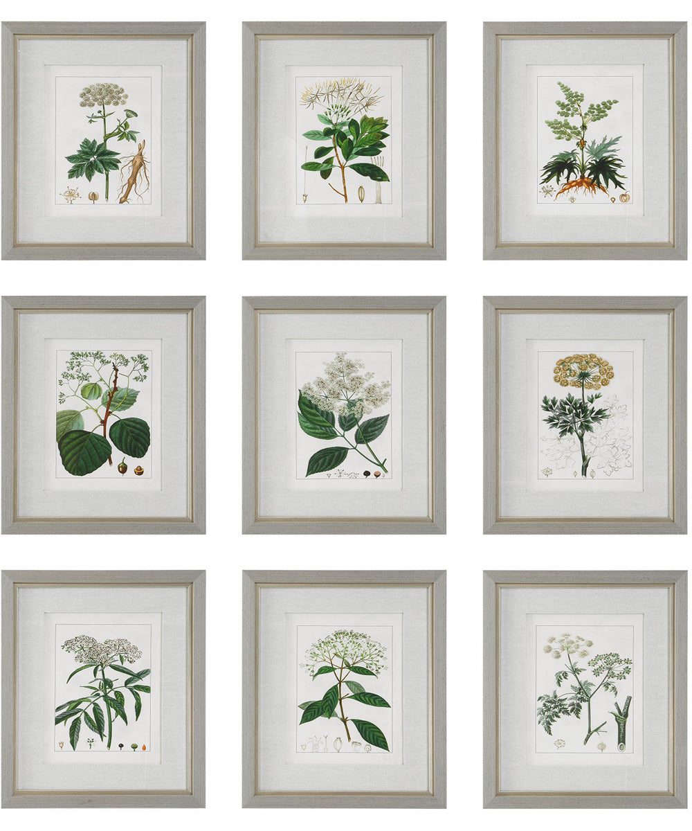 Antique Botanicals Framed Prints, Set of 9