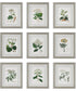 Antique Botanicals Framed Prints, Set of 9
