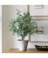 Marisol Potted Olive Plant
