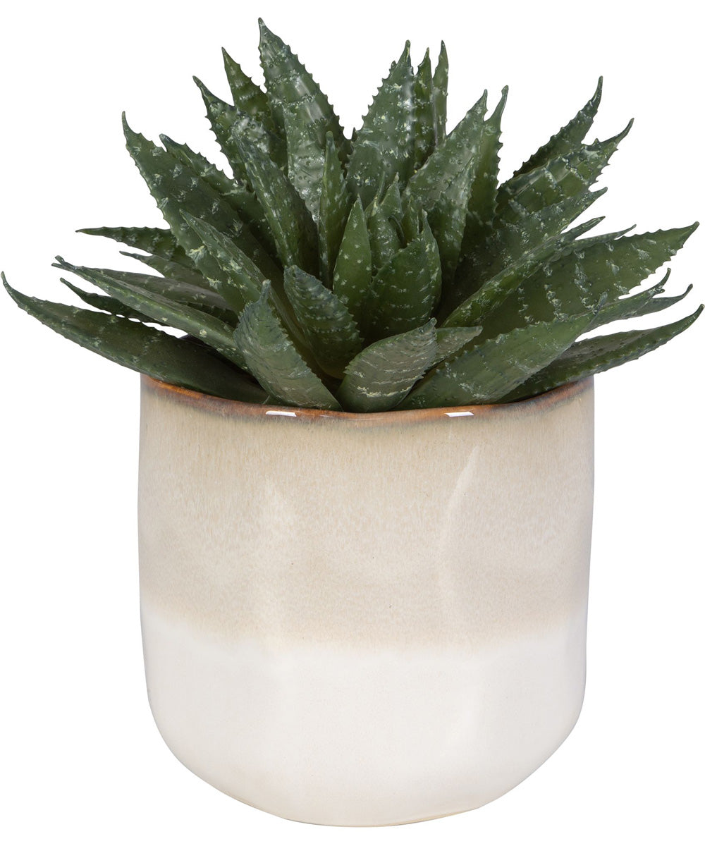 Doha Succulent Accent