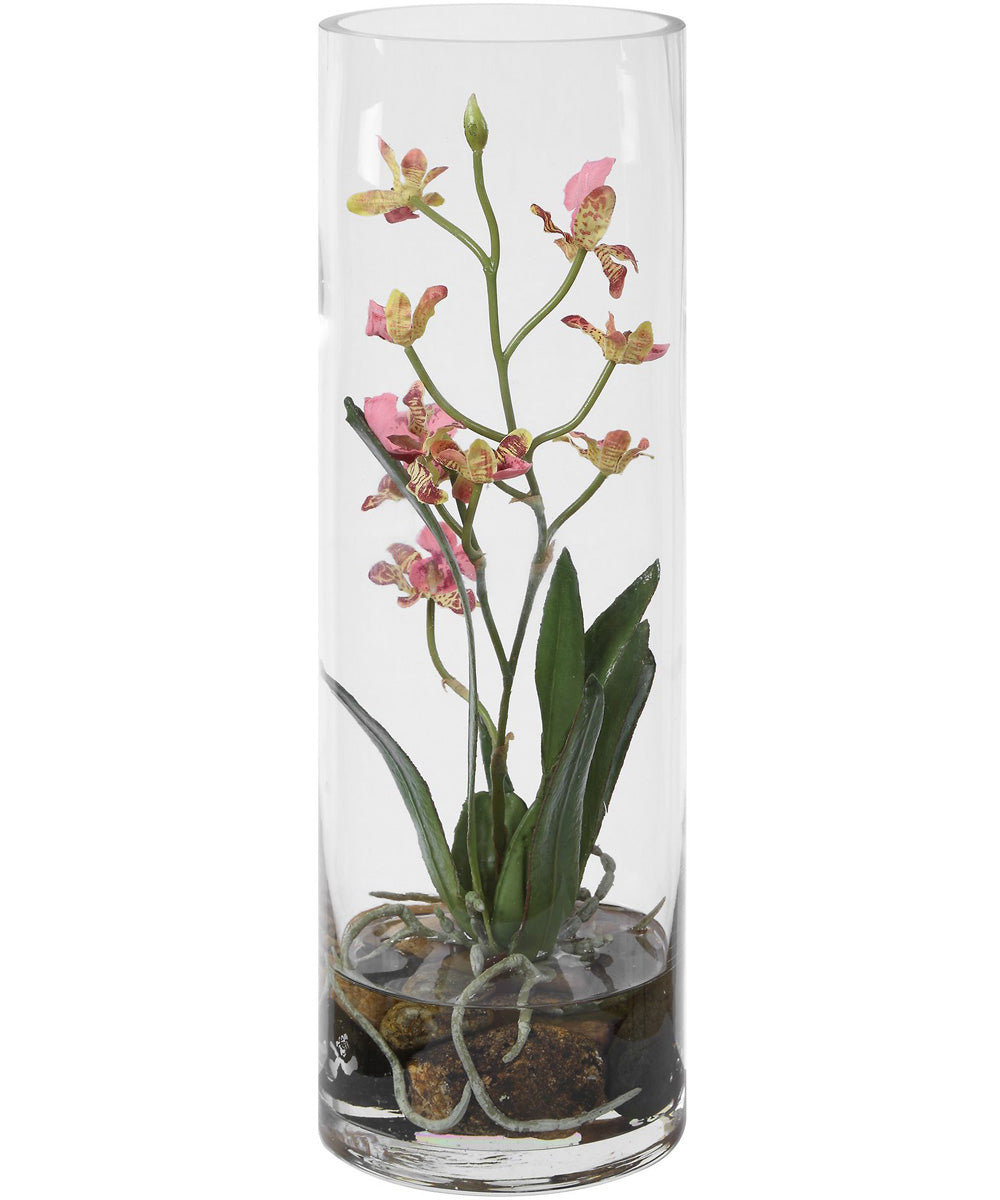 Mariposa Pink Orchid
