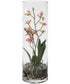 Mariposa Pink Orchid