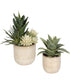 Seaside Succulents, Set of 2