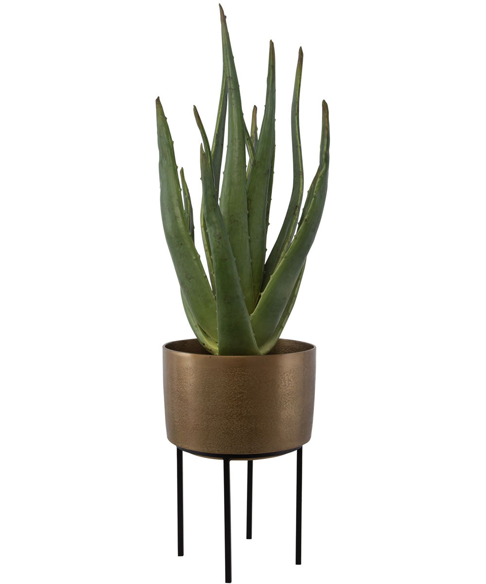 Arabia Aloe Planter