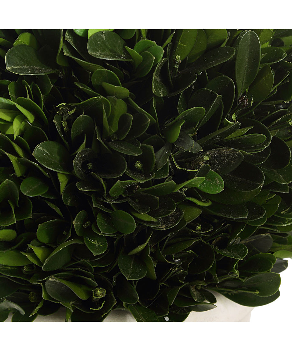 Preserved Boxwood Domes Set of 2