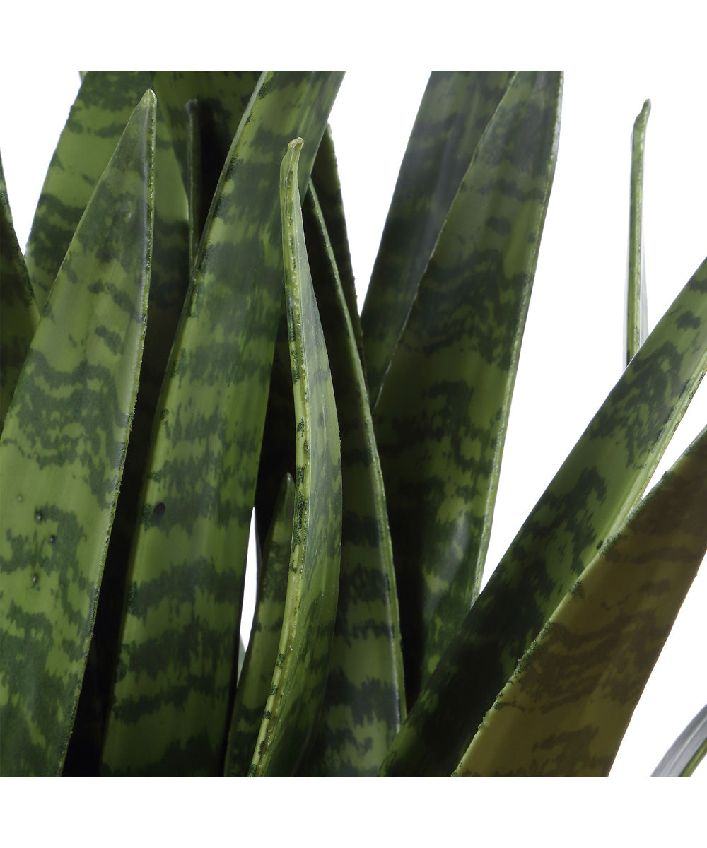 Sansera Snake Accent Plant