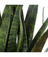 Sansera Snake Accent Plant