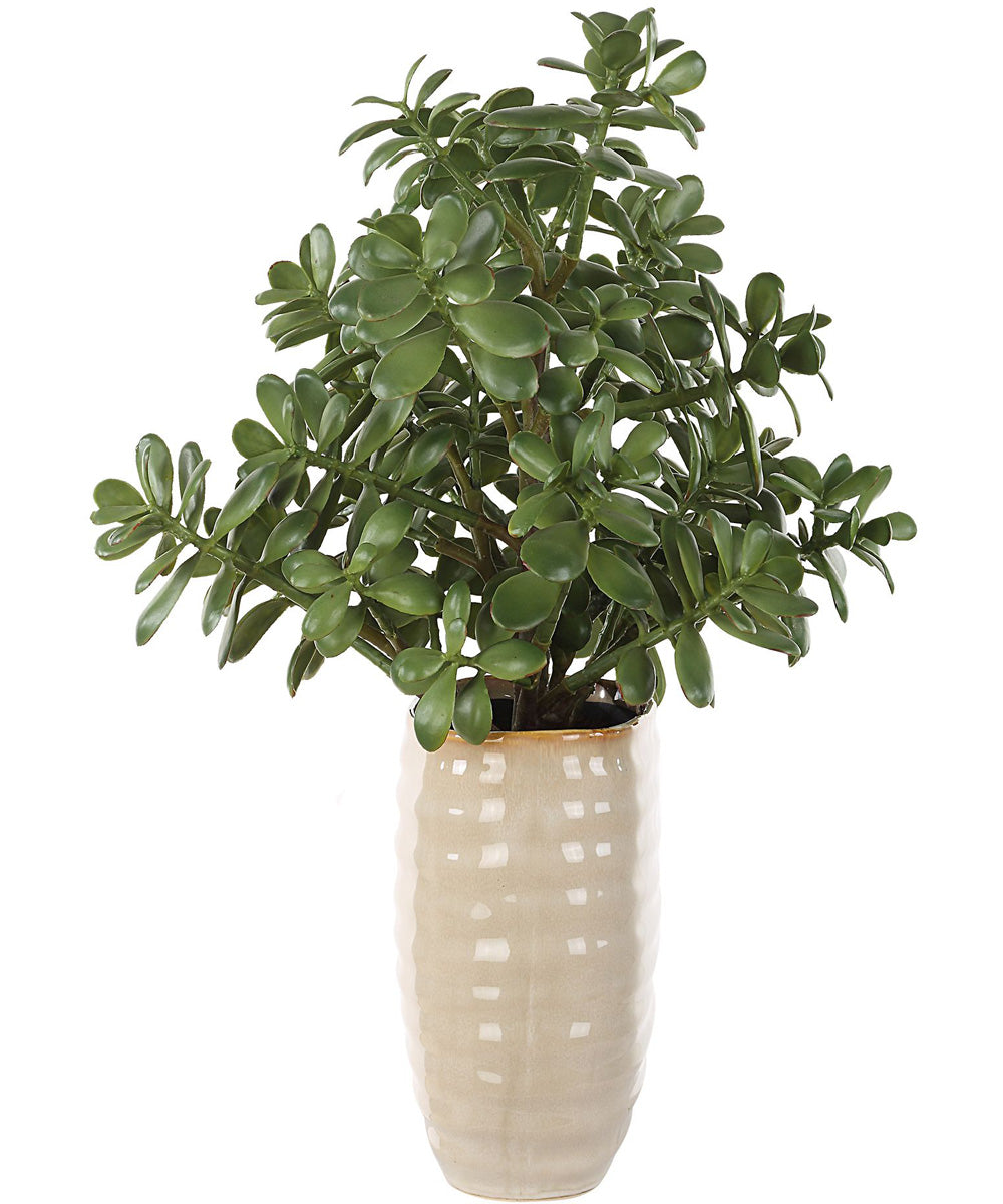Crassula Jade Accent Plant