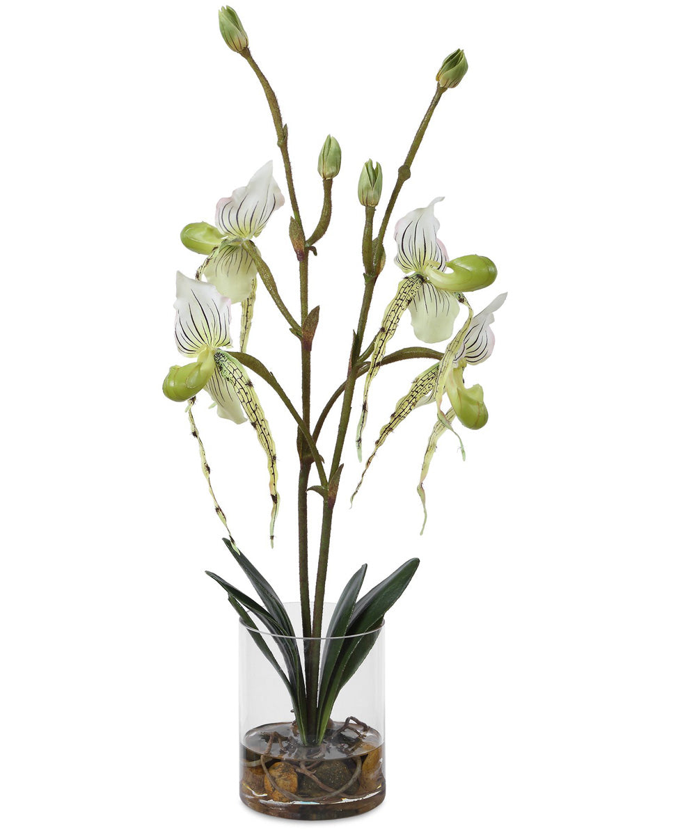 Lady Slipper Orchid In Glass Vase