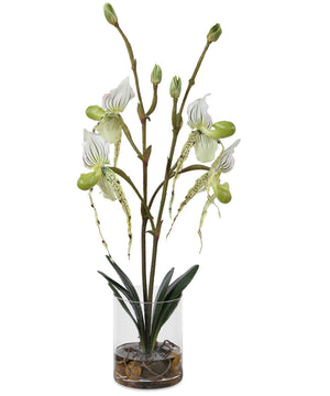 Lady Slipper Orchid In Glass Vase