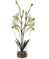 Lady Slipper Orchid In Glass Vase