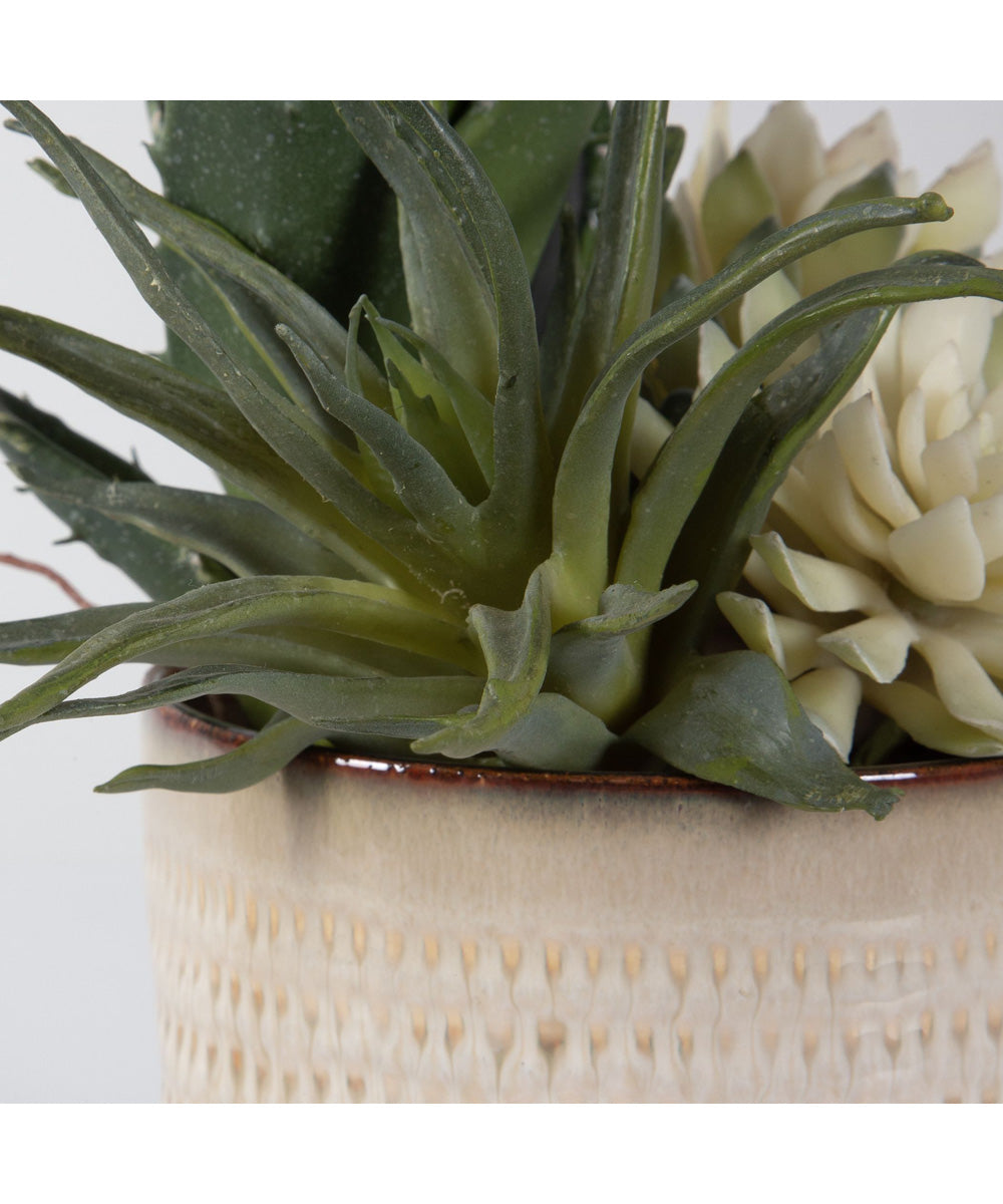 Seaside Succulents, Set of 2