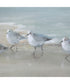 Tranquil Shorebirds On The Sand Framed Print