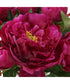 Prima Peony Bouquet