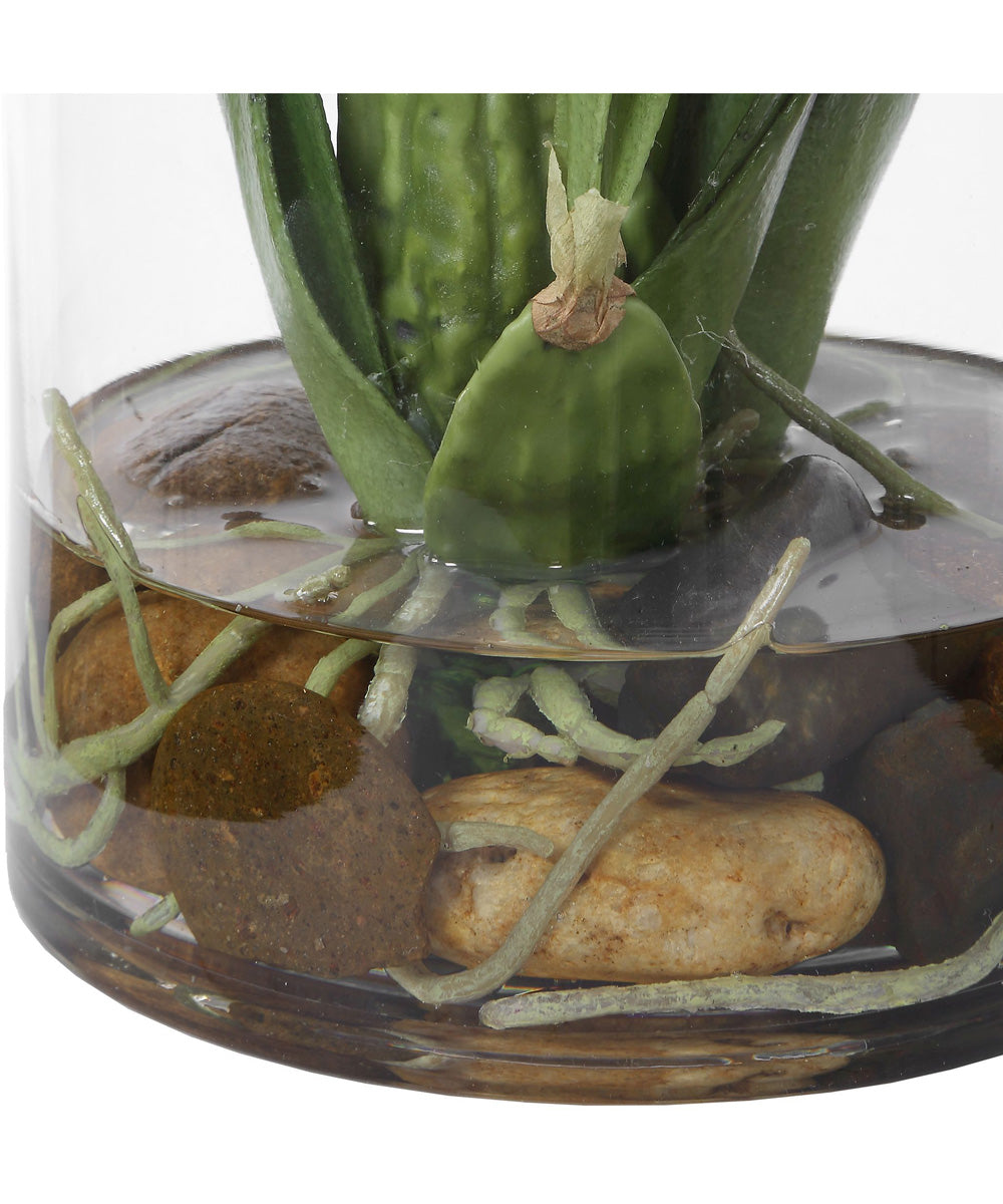 Spider Orchid In Glass Vase