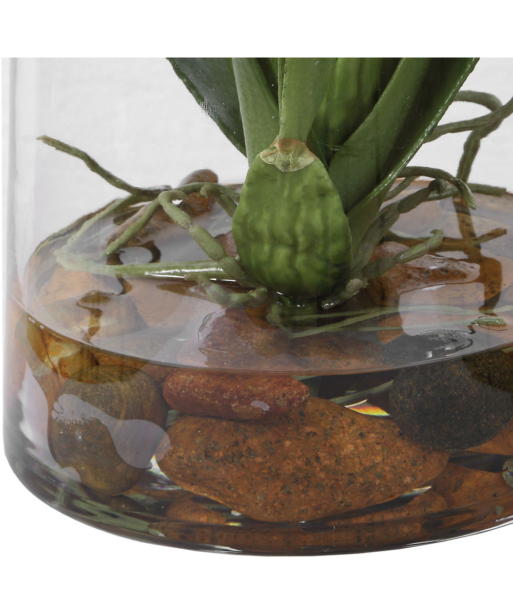Dancing Orchid In Glass Vase