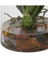 Dancing Orchid In Glass Vase
