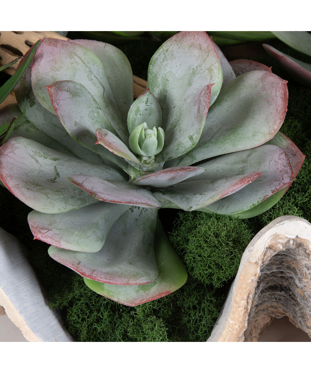 Seaside Breeze Succulents