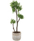 Arbor Strawberry Tree