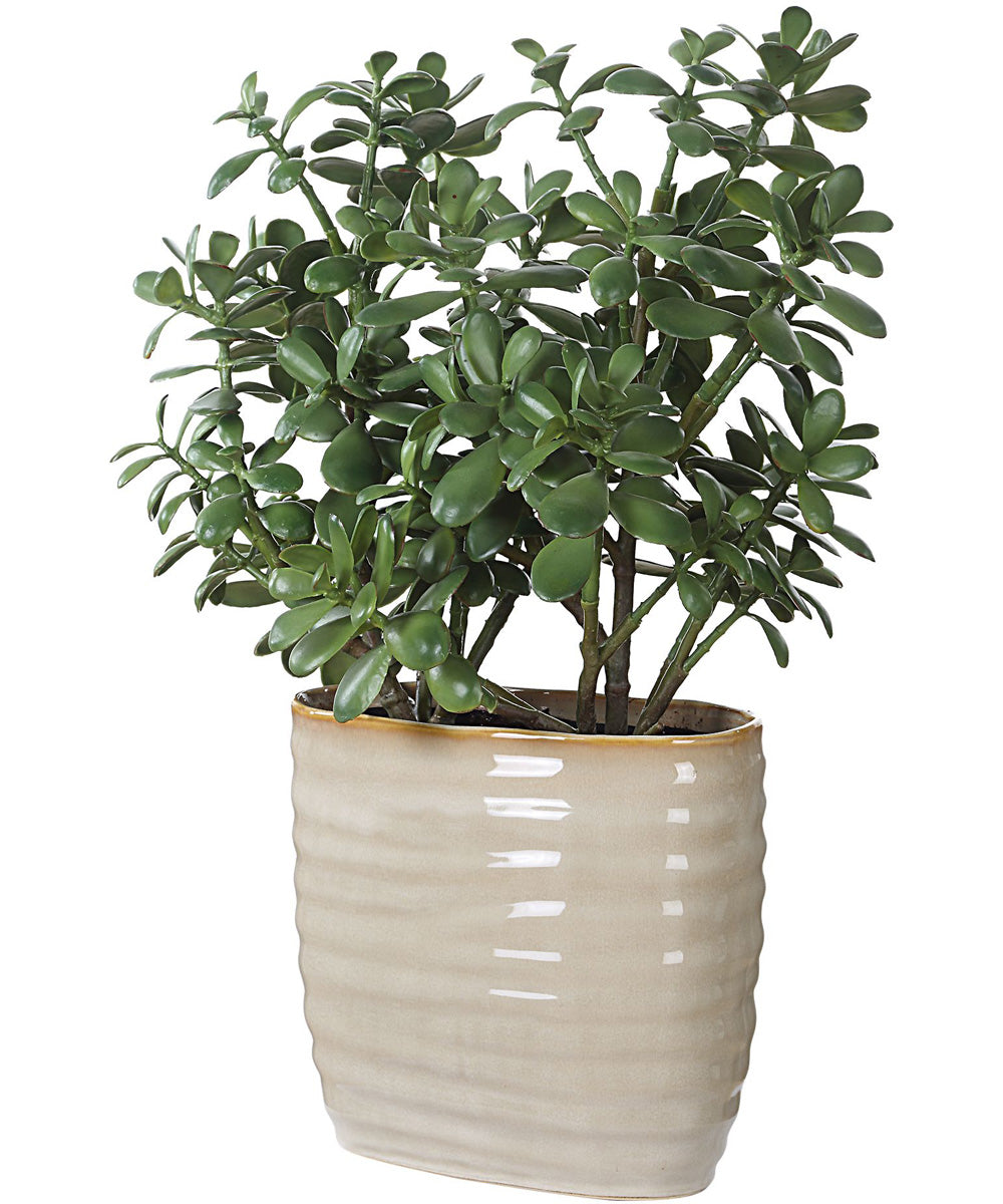Crassula Jade Accent Plant