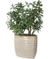 Crassula Jade Accent Plant