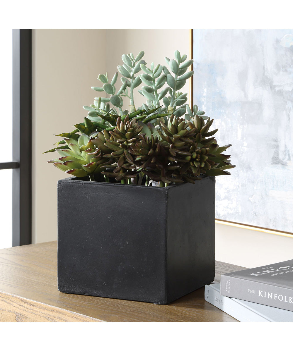 Greystone Indoor-Outdoor Succulent