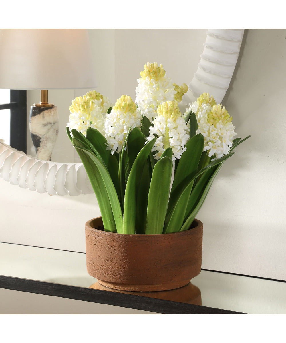 Sincerity Potted Hyacinth Plant
