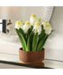 Sincerity Potted Hyacinth Plant