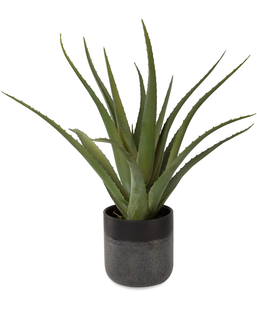 Tucson Aloe Planter