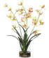 Spider Orchid In Glass Vase