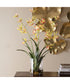 Spider Orchid In Glass Vase