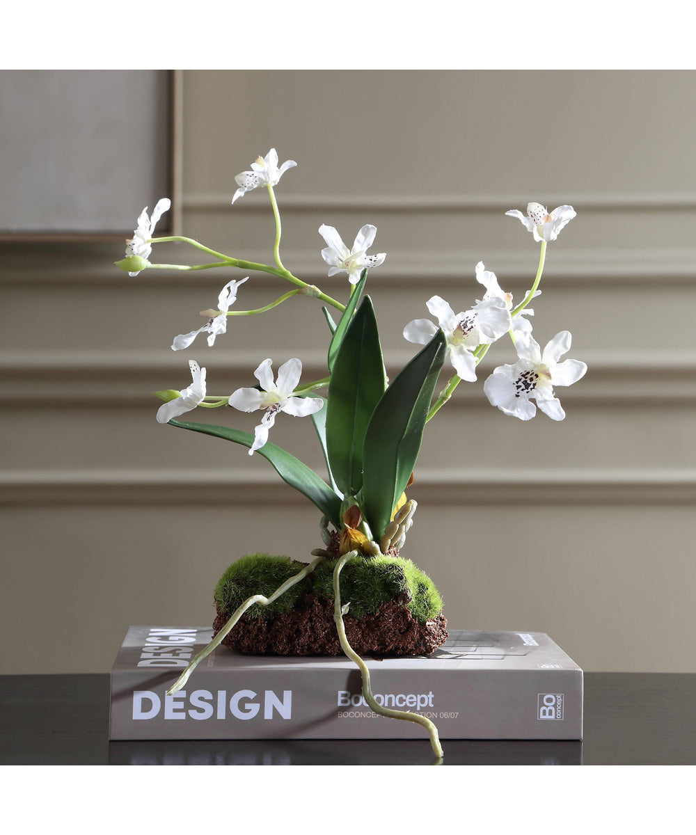 Clovis Orchid Drop-In
