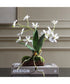 Clovis Orchid Drop-In