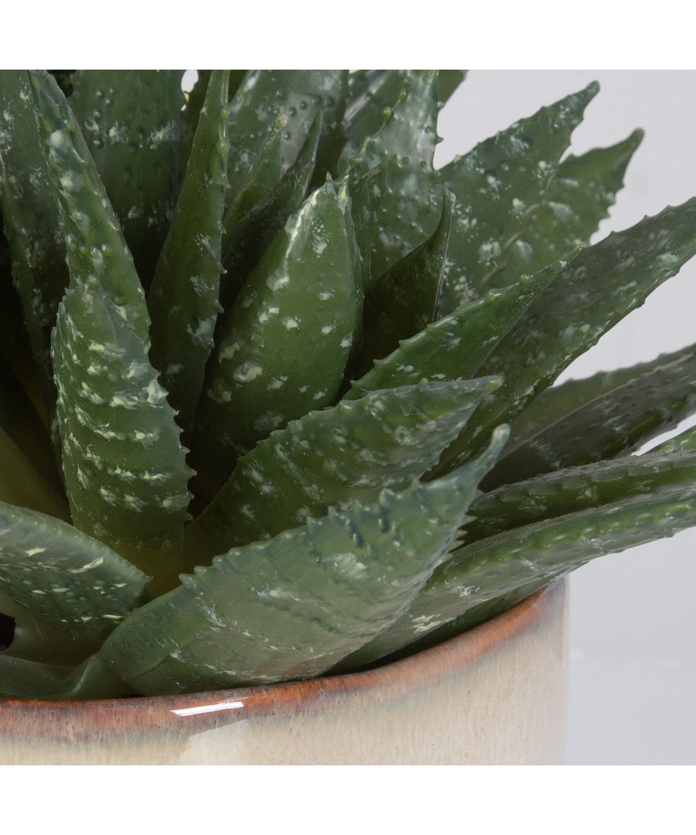 Doha Succulent Accent