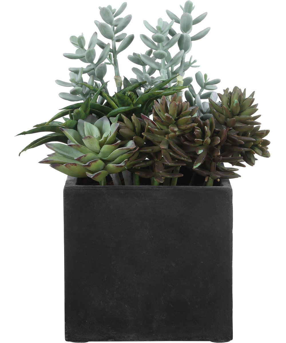 Greystone Indoor-Outdoor Succulent