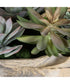 Seaside Breeze Succulents