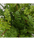 Maidenhair Fern In Oxidized Container