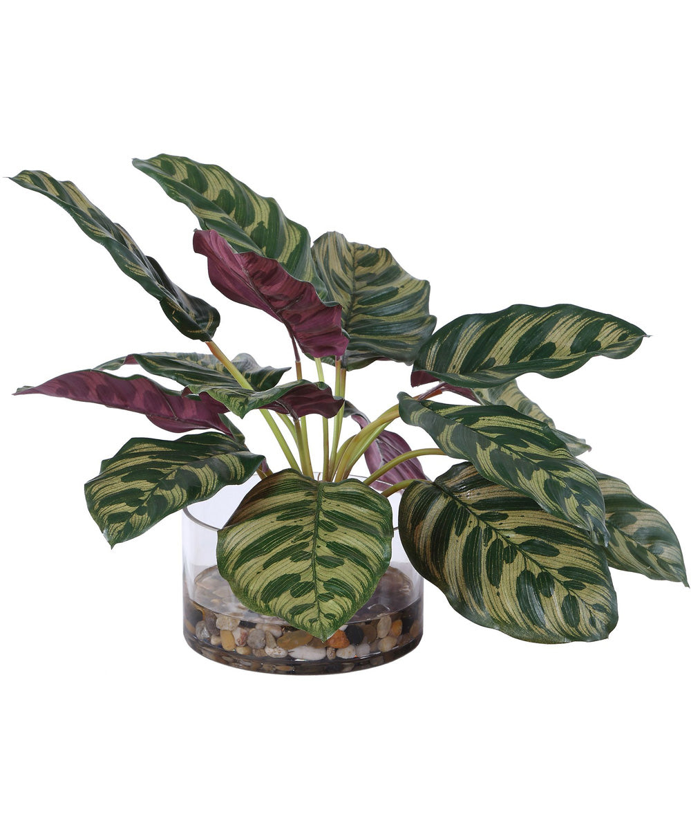 Peacock Plant Accent