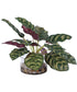 Peacock Plant Accent