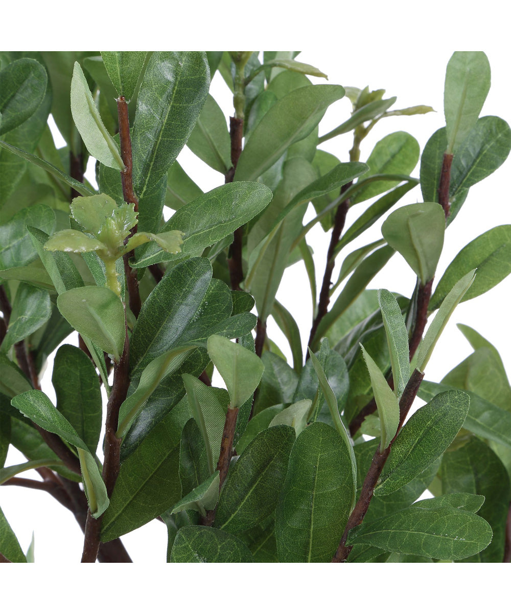 Arbor Strawberry Tree