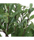 Arbor Strawberry Tree