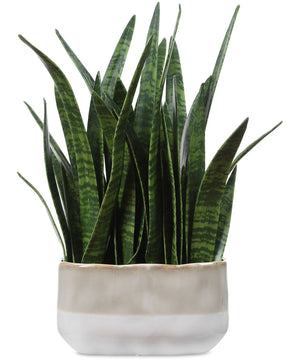 Sansera Snake Accent Plant