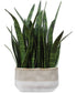 Sansera Snake Accent Plant