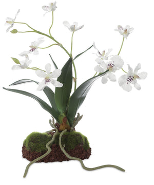 Clovis Orchid Drop-In
