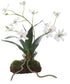 Clovis Orchid Drop-In